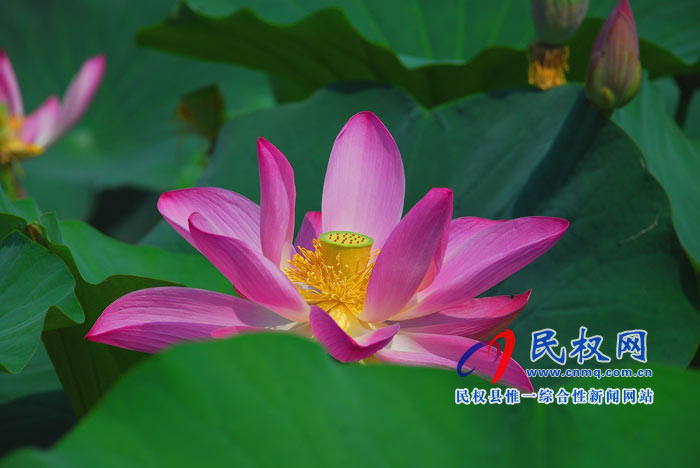 映日荷花別樣紅 ---民權(quán)黃河故道掠影 映日荷花別樣紅 ---民權(quán)黃河故道掠影
