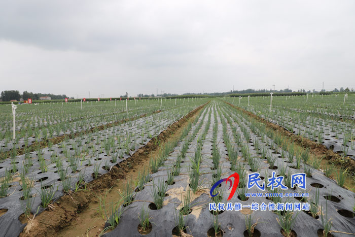 白云寺鎮(zhèn):支部共建助推產(chǎn)業(yè)發(fā)展 白云寺鎮(zhèn):支部共建助推產(chǎn)業(yè)發(fā)展