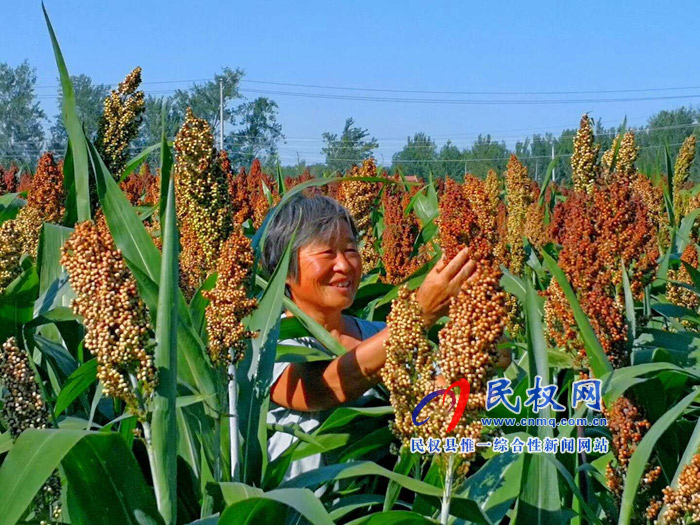老顏集鄉(xiāng):紅高粱紅了，農(nóng)民笑了