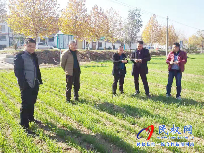 省農(nóng)技專家蒞臨民權(quán)查看小麥苗情 省農(nóng)技專家蒞臨民權(quán)查看小麥苗情