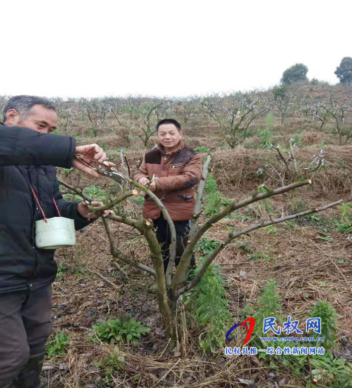 縣園藝站通過果樹高接換頭提升民權果品競爭力 縣園藝站通過果樹高接換頭提升民權果品競爭力
