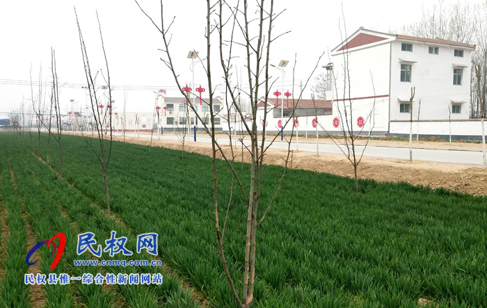 野崗鎮(zhèn):梨樹(shù)新苗春催蕾“森林鄉(xiāng)村”樹(shù)成行 野崗鎮(zhèn):梨樹(shù)新苗春催蕾“森林鄉(xiāng)村”樹(shù)成行