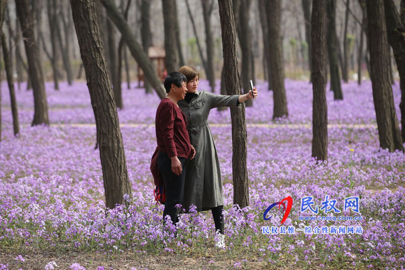 “網(wǎng)紅花?！币稳? title=