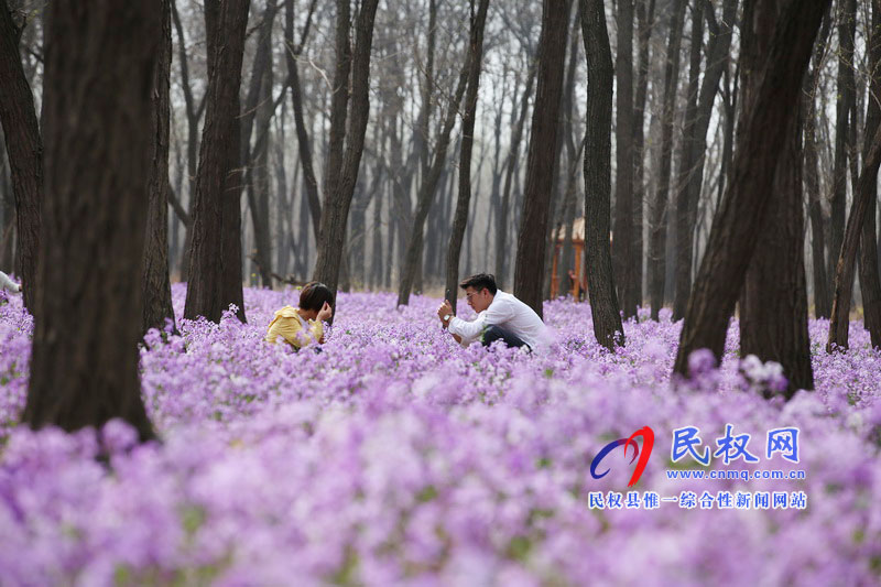 “網(wǎng)紅花?！币稳? title=