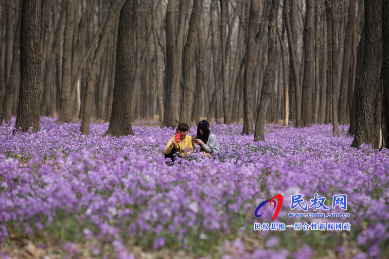 “網(wǎng)紅花?！币稳? title=