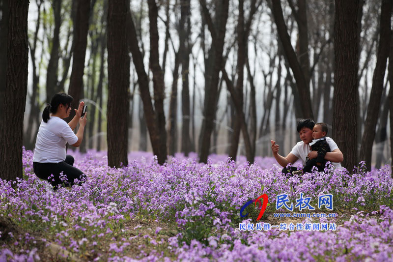 “網(wǎng)紅花?！币稳? title=