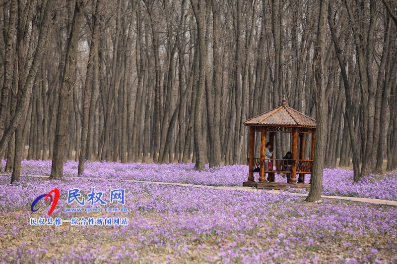 “網(wǎng)紅花?！币稳? title=