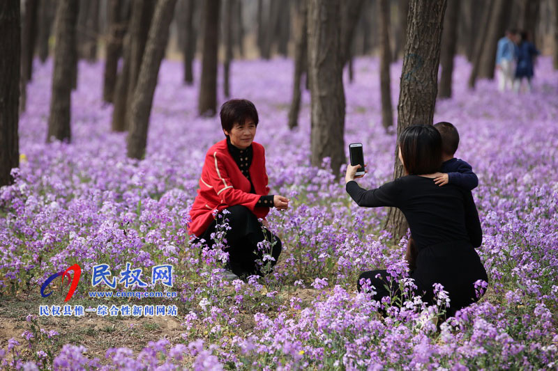 “網(wǎng)紅花?！币稳? title=