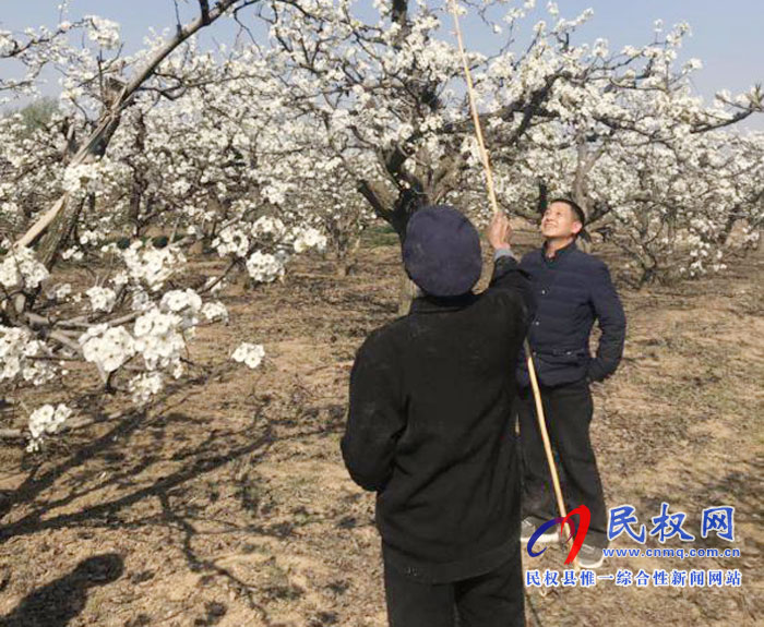 梨樹進入盛花期園藝站指導果農(nóng)人工授粉忙 梨樹進入盛花期園藝站指導果農(nóng)人工授粉忙