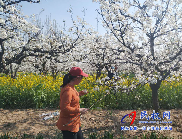梨樹進入盛花期園藝站指導果農(nóng)人工授粉忙