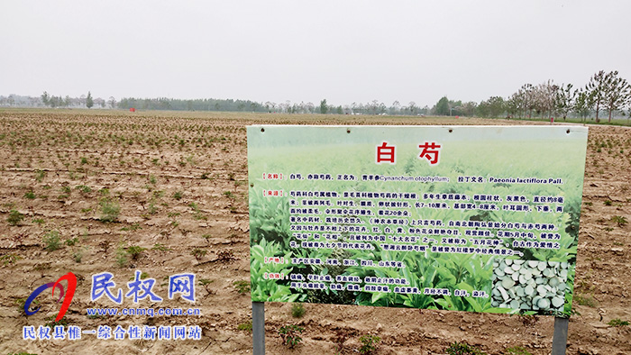 野崗鎮(zhèn)500畝中藥材芍藥長勢正旺 野崗鎮(zhèn)500畝中藥材芍藥長勢正旺