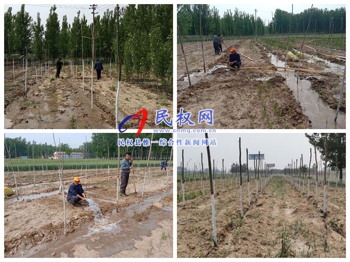雙塔鎮(zhèn)加強新植苗木管護工作 雙塔鎮(zhèn)加強新植苗木管護工作