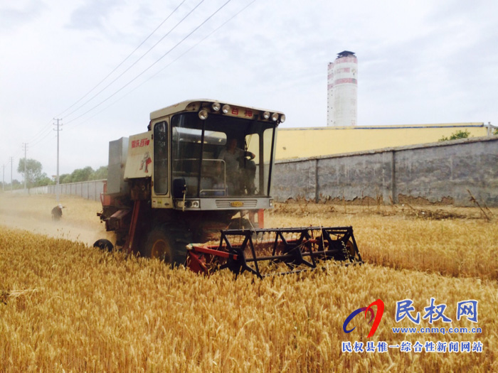 民權(quán)花園:麥?zhǔn)铡暗谝荤?" 三夏麥?zhǔn)绽_(kāi)序幕 民權(quán)花園:麥?zhǔn)铡暗谝荤?" 三夏麥?zhǔn)绽_(kāi)序幕
