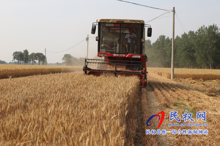 白云寺鎮(zhèn):麥?zhǔn)盏谝荤犜谛烨f村開鐮 白云寺鎮(zhèn):麥?zhǔn)盏谝荤犜谛烨f村開鐮