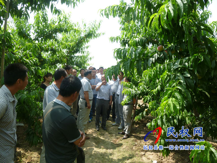我縣“兩園一廊”生態(tài)園區(qū)3000畝優(yōu)質(zhì)桃喜獲豐收 我縣“兩園一廊”生態(tài)園區(qū)3000畝優(yōu)質(zhì)桃喜獲豐收