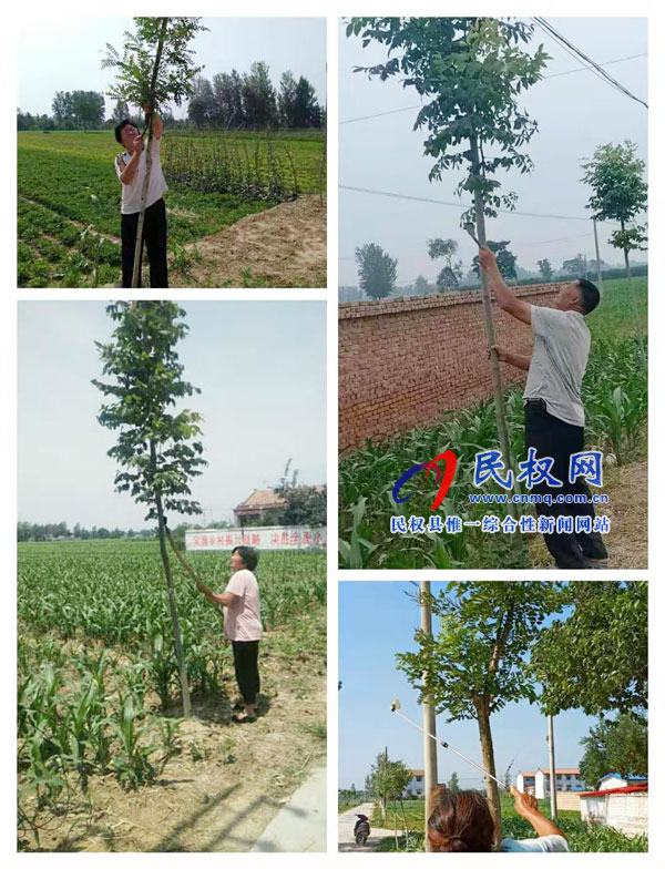 龍?zhí)伶?zhèn)：它們是幼苗，它們需要呵護(hù)！