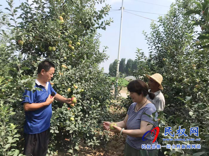 園藝站果樹專家高溫季節(jié)指導設施葡萄及其它果樹夏季管理 園藝站果樹專家高溫季節(jié)指導設施葡萄及其它果樹夏季管理