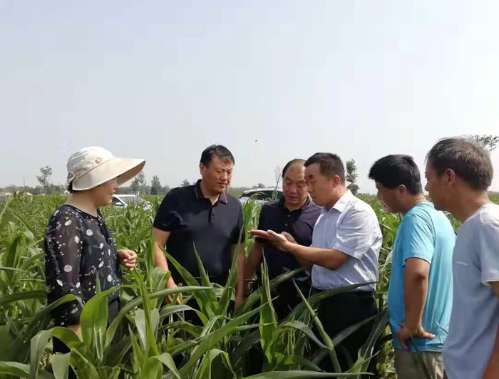 市農(nóng)業(yè)農(nóng)村局領(lǐng)導(dǎo)蒞民查看晚播玉米田草地貪夜蛾發(fā)生及防治情況 市農(nóng)業(yè)農(nóng)村局領(lǐng)導(dǎo)蒞民查看晚播玉米田草地貪夜蛾發(fā)生及防治情況