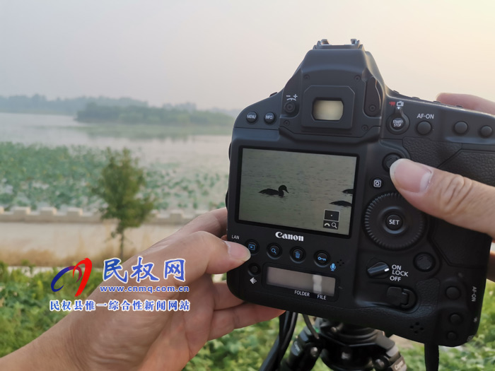 河南民權(quán)黃河故道國家濕地公園“青頭潛鴨重要繁殖地”新聞發(fā)布會今日舉行 河南民權(quán)黃河故道國家濕地公園“青頭潛鴨重要繁殖地”新聞發(fā)布會今日舉行