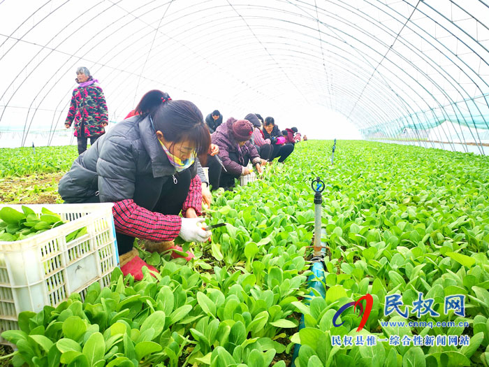 大棚蔬菜喜豐收 群眾“錢包”鼓起來 大棚蔬菜喜豐收 群眾“錢包”鼓起來