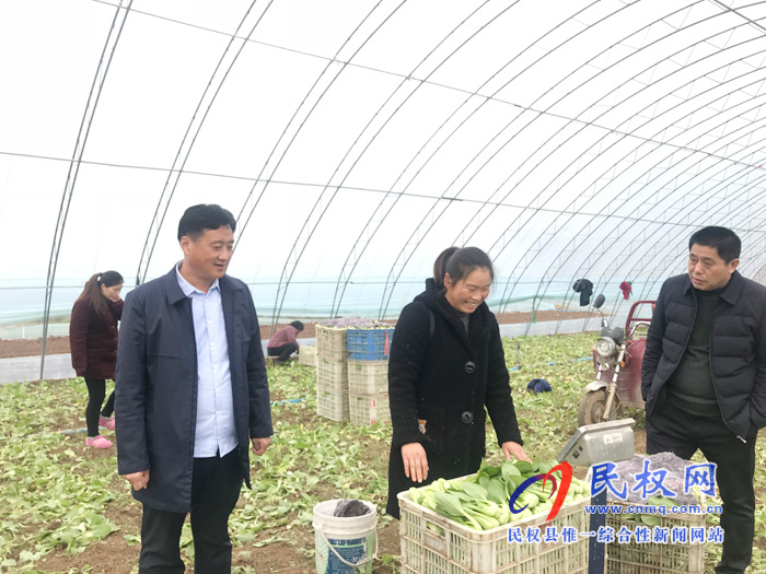 大棚蔬菜喜豐收 群眾“錢包”鼓起來 大棚蔬菜喜豐收 群眾“錢包”鼓起來