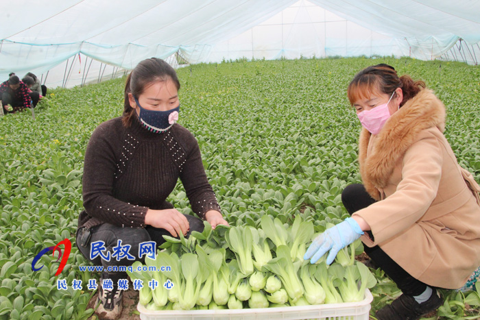 民權(quán)縣褚廟鄉(xiāng):促生產(chǎn) 保供應(yīng) 民權(quán)縣褚廟鄉(xiāng):促生產(chǎn) 保供應(yīng)