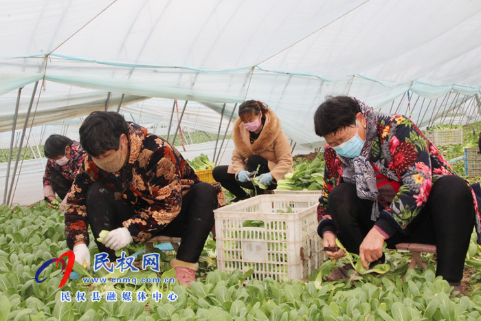 民權(quán)縣褚廟鄉(xiāng):促生產(chǎn) 保供應(yīng) 民權(quán)縣褚廟鄉(xiāng):促生產(chǎn) 保供應(yīng)