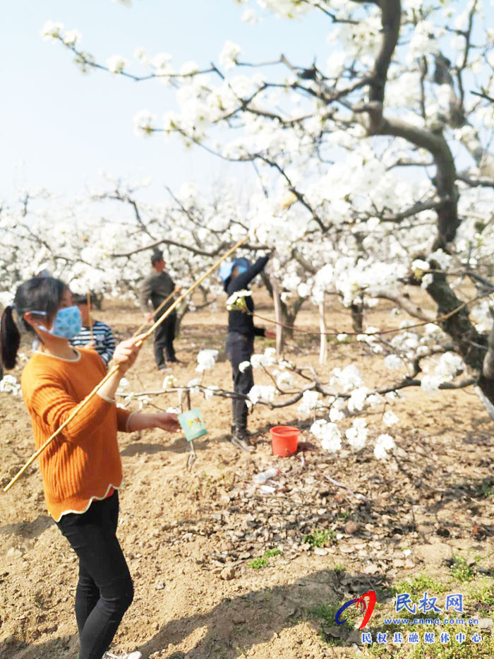 千樹萬樹梨花開 果農(nóng)授粉正當時 千樹萬樹梨花開 果農(nóng)授粉正當時