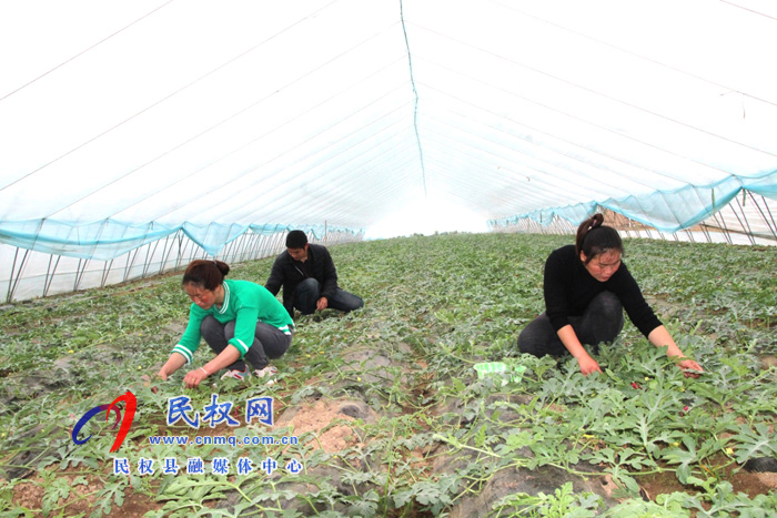 褚廟鄉(xiāng):西瓜長(zhǎng)勢(shì)好五月將上市 褚廟鄉(xiāng):西瓜長(zhǎng)勢(shì)好五月將上市