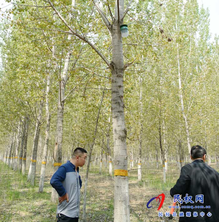 縣林業(yè)發(fā)展服務中心切實做好美國白蛾監(jiān)測防控工作 縣林業(yè)發(fā)展服務中心切實做好美國白蛾監(jiān)測防控工作