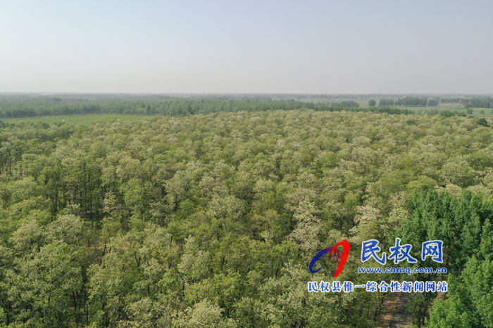 河南民權(quán):又是槐花飄香時(shí) 河南民權(quán):又是槐花飄香時(shí)