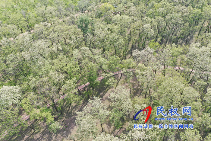 河南民權(quán):又是槐花飄香時(shí) 河南民權(quán):又是槐花飄香時(shí)