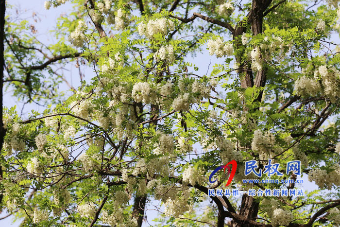 河南民權(quán):又是槐花飄香時(shí) 河南民權(quán):又是槐花飄香時(shí)