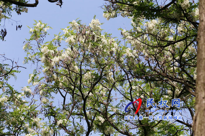 河南民權(quán):又是槐花飄香時(shí) 河南民權(quán):又是槐花飄香時(shí)