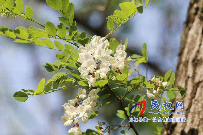 河南民權(quán):又是槐花飄香時(shí) 河南民權(quán):又是槐花飄香時(shí)