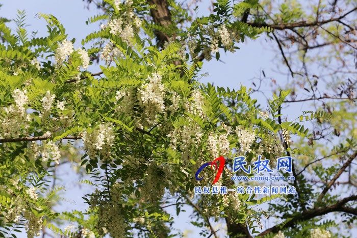 河南民權(quán):又是槐花飄香時(shí) 河南民權(quán):又是槐花飄香時(shí)