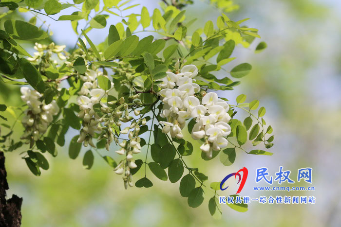 河南民權(quán):又是槐花飄香時(shí) 河南民權(quán):又是槐花飄香時(shí)