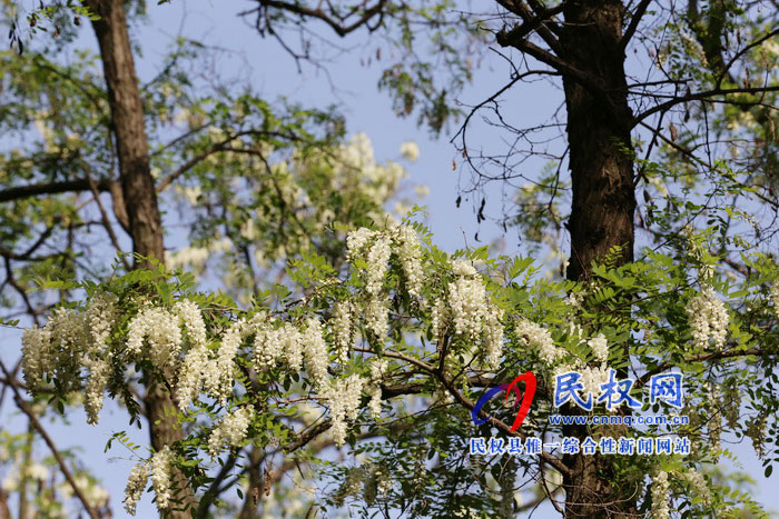 河南民權(quán):又是槐花飄香時(shí) 河南民權(quán):又是槐花飄香時(shí)