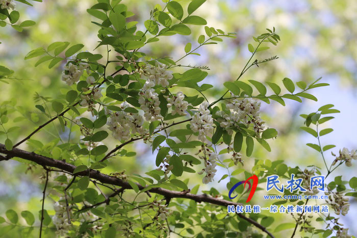 河南民權(quán):又是槐花飄香時(shí) 河南民權(quán):又是槐花飄香時(shí)