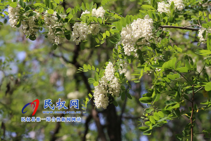 河南民權(quán):又是槐花飄香時(shí) 河南民權(quán):又是槐花飄香時(shí)