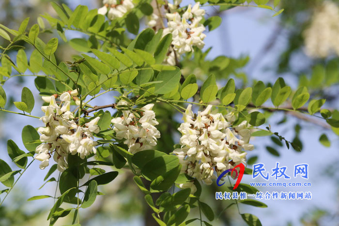 河南民權(quán):又是槐花飄香時(shí) 河南民權(quán):又是槐花飄香時(shí)