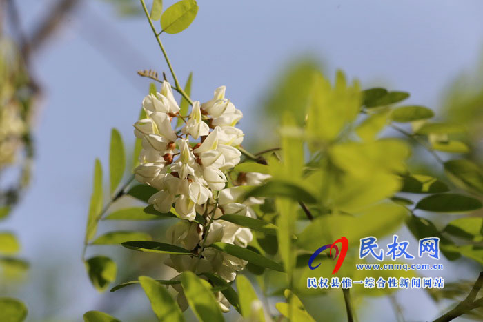 河南民權(quán):又是槐花飄香時(shí) 河南民權(quán):又是槐花飄香時(shí)