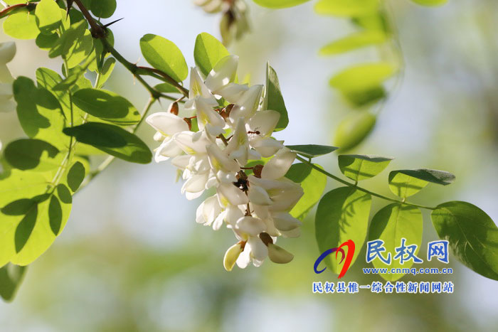 河南民權(quán):又是槐花飄香時(shí) 河南民權(quán):又是槐花飄香時(shí)