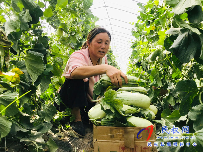 孫六鎮(zhèn)“高甜”羊角蜜喜獲豐收 孫六鎮(zhèn)“高甜”羊角蜜喜獲豐收