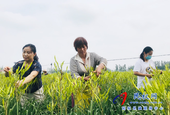 孫六鎮(zhèn)：扶貧產(chǎn)業(yè)黃花菜采摘正當時