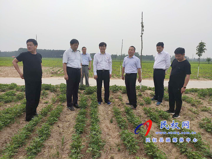 省農(nóng)業(yè)農(nóng)村廳黨組成員、總農(nóng)藝師王俊忠到我縣調(diào)研花生生產(chǎn)情況