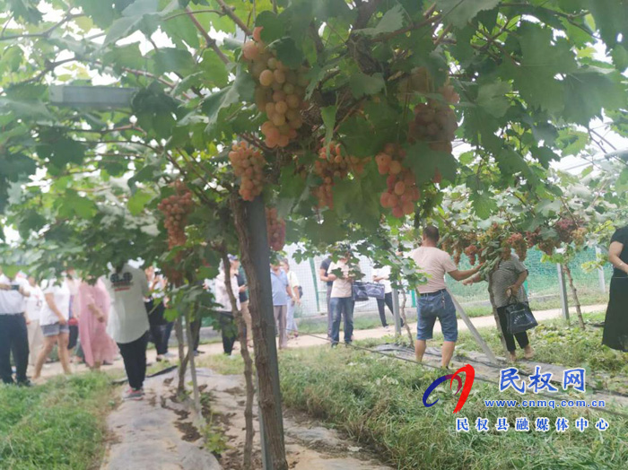 我縣加快省級現(xiàn)代葡萄產(chǎn)業(yè)園區(qū)建設(shè) 人和鎮(zhèn)千畝葡萄觀光園大豐收 我縣加快省級現(xiàn)代葡萄產(chǎn)業(yè)園區(qū)建設(shè) 人和鎮(zhèn)千畝葡萄觀光園大豐收