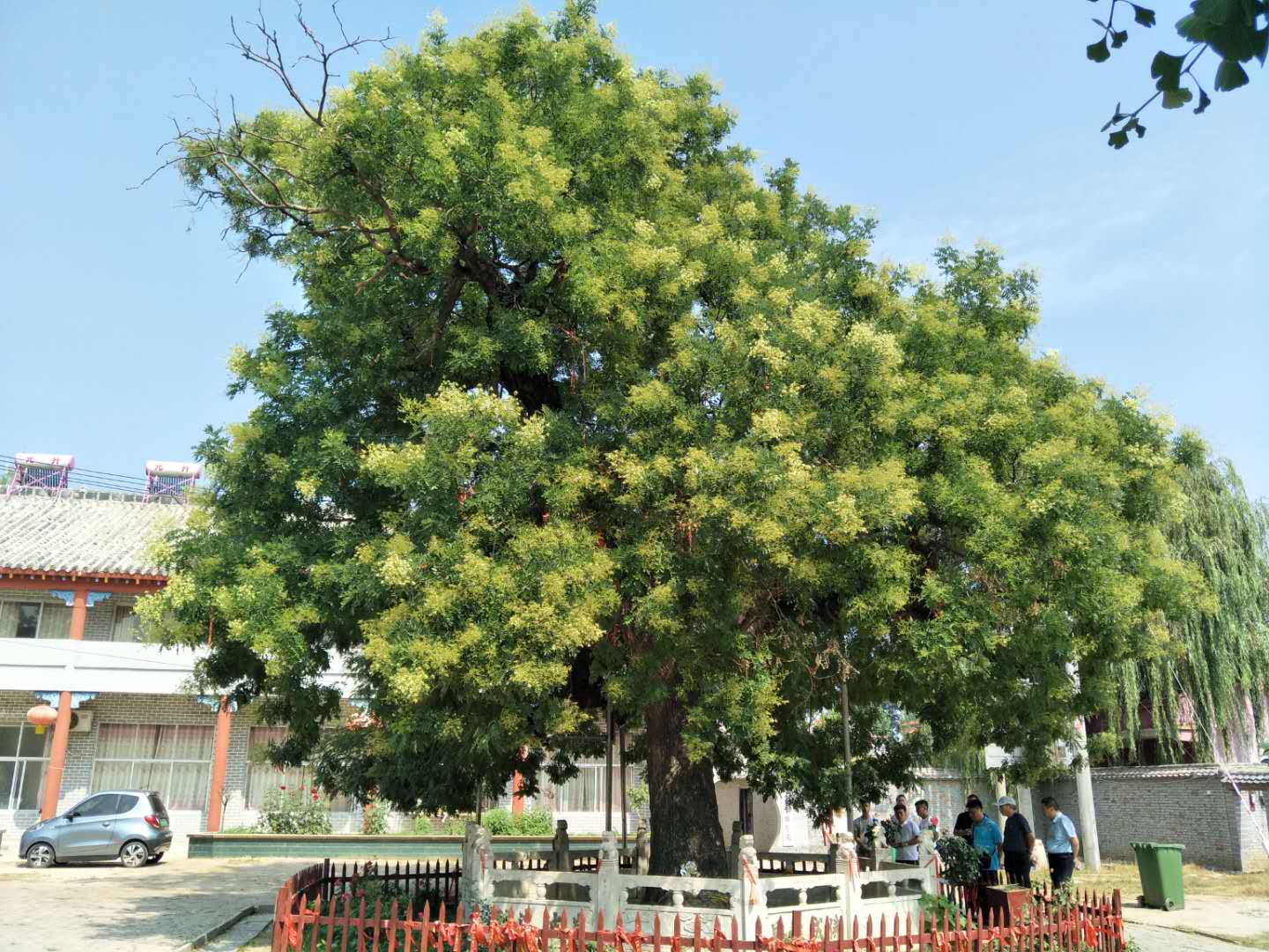 林業(yè)發(fā)展服務(wù)中心多措并舉加強(qiáng)古樹(shù)名木保護(hù)工作 林業(yè)發(fā)展服務(wù)中心多措并舉加強(qiáng)古樹(shù)名木保護(hù)工作