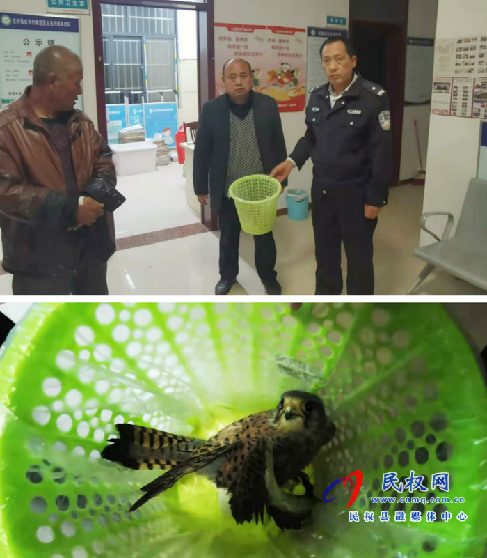 民權(quán)縣森林公安局救助國家重點(diǎn)保護(hù)動(dòng)物鷹隼 民權(quán)縣森林公安局救助國家重點(diǎn)保護(hù)動(dòng)物鷹隼