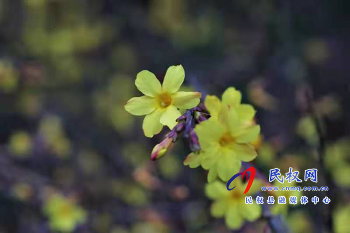春暖花開 又是一年賞花季